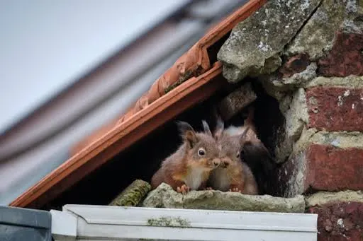 Keeps birds, squirrels, and pests out - B&B Roofing and Exteriors